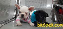 ANNE ALTINDA FRENCH BULLDOG YAVRULARI 4