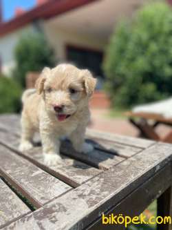 Anne Altında Maltipoo Bebekler 1