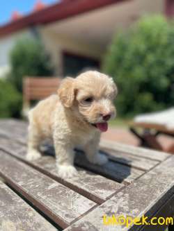 Anne Altında Maltipoo Bebekler 2