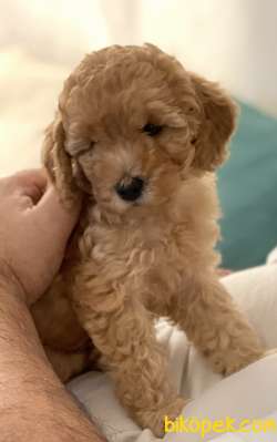 Anne Altından 2 Aylık Toy Poodle Yavruları 3