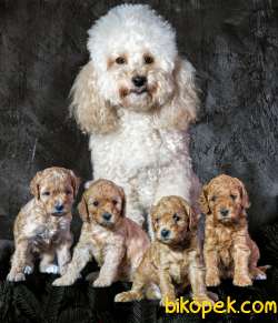 Anne Altından 2 Aylık Toy Poodle Yavruları 1