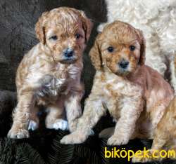 Anne Altından 2 Aylık Toy Poodle Yavruları 2