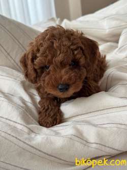 Anne Altından 3,5 Aylık Toy Poodle 3