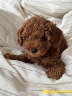 Anne Altından 3,5 Aylık Toy Poodle 4