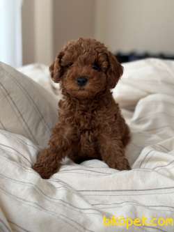 Anne Altından 3,5 Aylık Toy Poodle