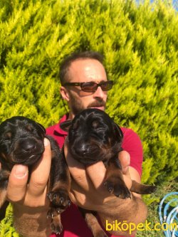 ANNE ALTINDAN AŞILI VE IRK GARANTİLİ DOBERMAN YAVRULAR 1