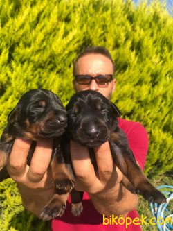 ANNE ALTINDAN AŞILI VE IRK GARANTİLİ DOBERMAN YAVRULAR 2