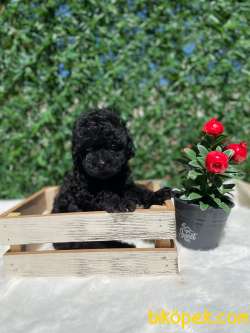 Anne Altından Black Toy Poodle Bebeklerimiz 2