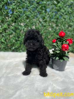 Anne Altından Black Toy Poodle Bebeklerimiz 3