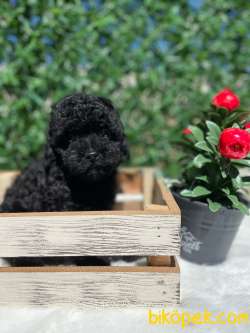Anne Altından Black Toy Poodle Bebeklerimiz 1