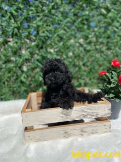 Anne Altından Black Toy Poodle Bebeklerimiz 4