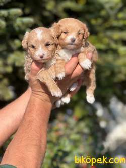 Anne Altından Gerçek MALTİPOO 3