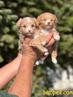 Anne Altından Gerçek MALTİPOO 1