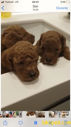 Anne Altından Gerçek Red Toy Poodle Yavruları 2