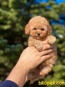 Anne Altından Gerçek TOY POODLE 1