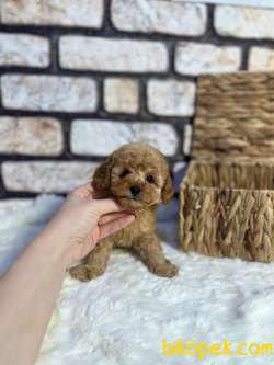 Anne Altından Gerçek TOY POODLE 3