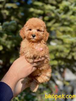 Anne Altından Gerçek TOY POODLE 2