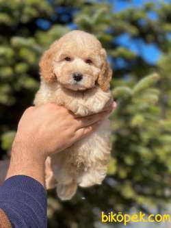 Anne Altından Gerçek TOY POODLE 3