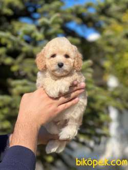 Anne Altından Gerçek TOY POODLE 1