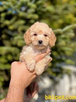 Anne Altından Gerçek TOY POODLE 2