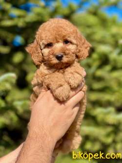 Anne Altından Gerçek TOY POODLE 2