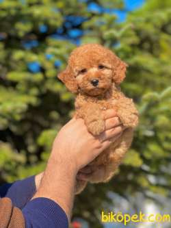 Anne Altından Gerçek TOY POODLE 3
