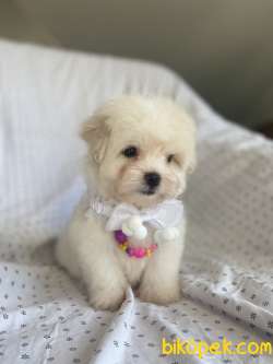 GÜZEL MALTESE TERRİER 4