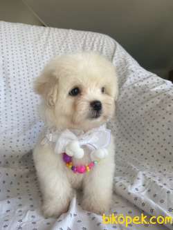 GÜZEL MALTESE TERRİER 5