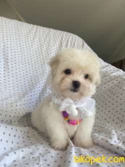 GÜZEL MALTESE TERRİER 2