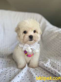 GÜZEL MALTESE TERRİER 3