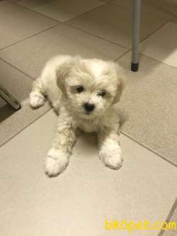 0 NUMARA MALTESE TERRİER 2