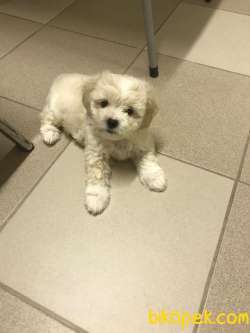 0 NUMARA MALTESE TERRİER 4