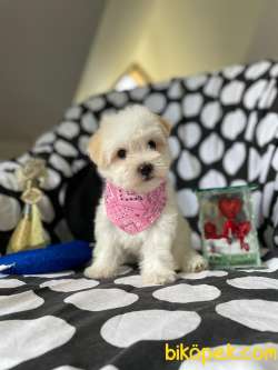 ANNE ALTINDAN MALTESE TERRİER 2