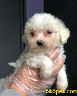 Anne Altından Maltese Terrier Yavrularımız Sizlerle 3