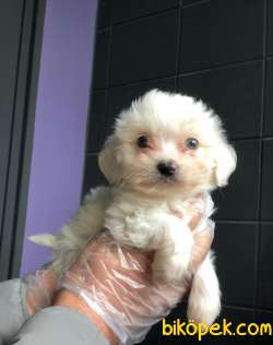 Anne Altından Maltese Terrier Yavrularımız Sizlerle 1
