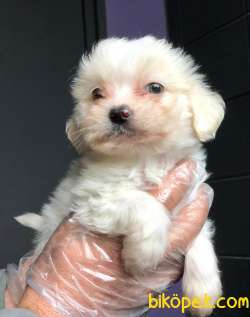 Anne Altından Maltese Terrier Yavrularımız Sizlerle 2