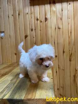 Anne Altından Maltese Terrier Yavrularımız Sizlerle 3