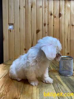 Anne Altından Maltese Terrier Yavrularımız Sizlerle 4