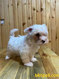 Anne Altından Maltese Terrier Yavrularımız Sizlerle 1