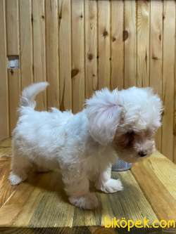 Anne Altından Maltese Terrier Yavrularımız Sizlerle 2