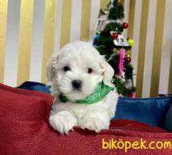 0 NUMARA MALTESE TERRİER 3