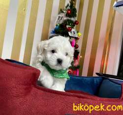 0 NUMARA MALTESE TERRİER 2