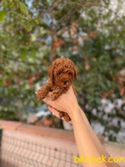 Anne Altından Orjinal Toy Poodle 4