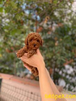 Anne Altından Orjinal Toy Poodle