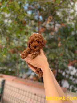 Anne Altından Orjinal Toy Poodle 2