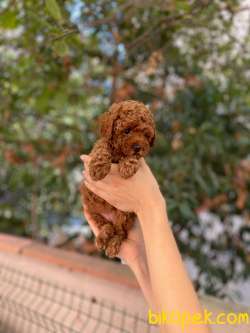 Anne Altından Orjinal Toy Poodle 2