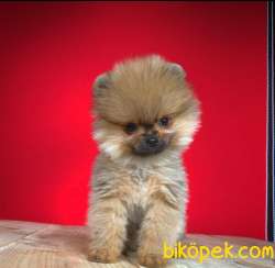 Anne Altından Pomeranian BOO Yavrularımız Sizlerle 3
