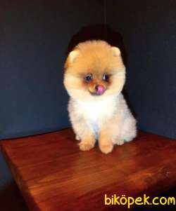 Anne Altından Pomeranian BOO Yavrularımız Sizlerle 1