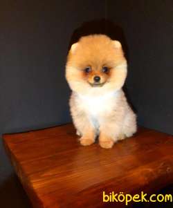 Anne Altından Pomeranian BOO Yavrularımız Sizlerle 2