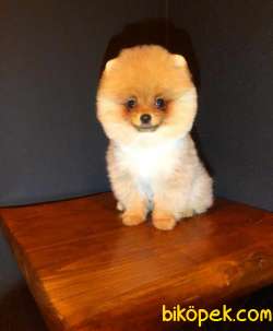 Anne Altından Pomeranian BOO Yavrularımız Sizlerle 4